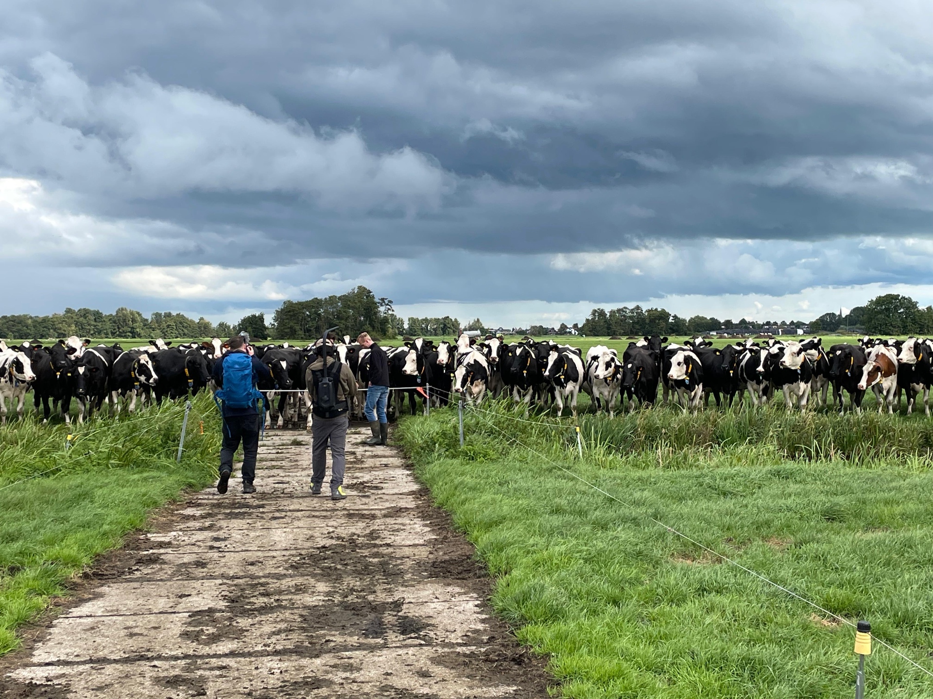 Korna hos bonden i Holland